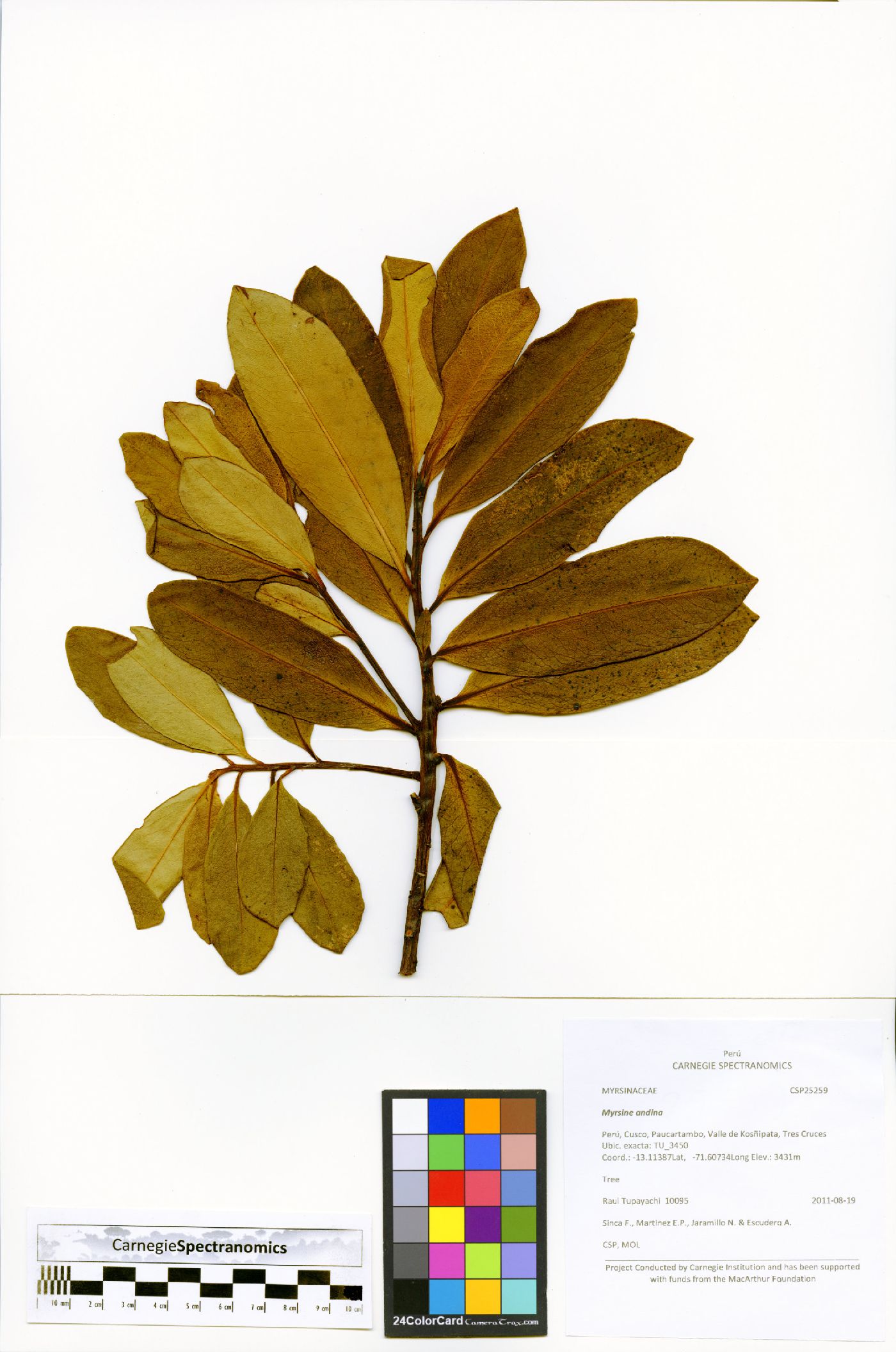 Myrsine andina image