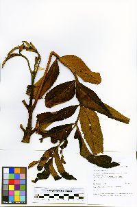 Brunellia inermis image