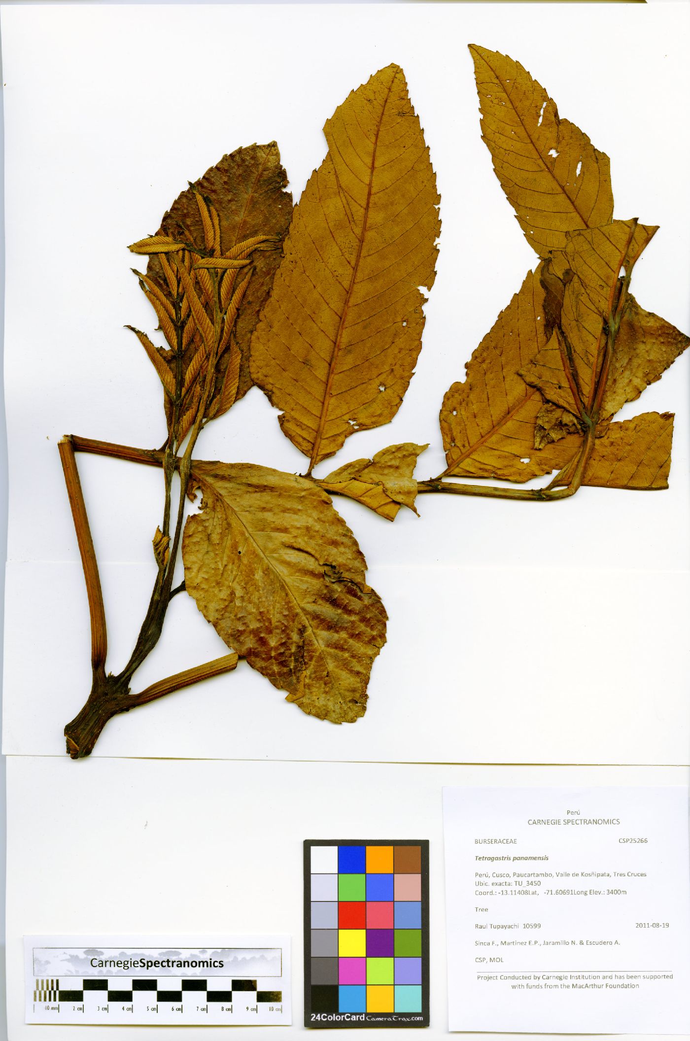 Brunellia inermis image