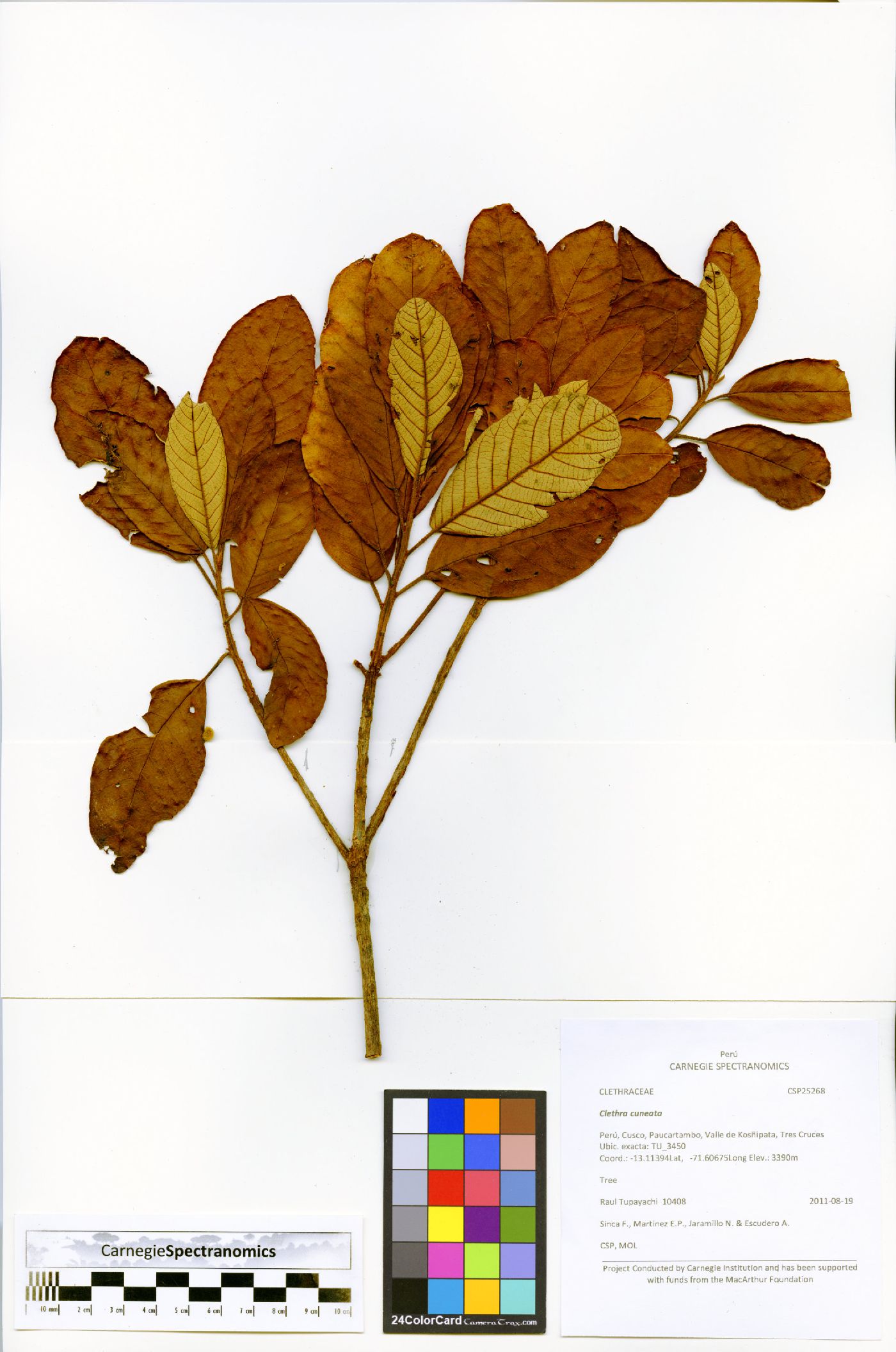 Clethra cuneata image