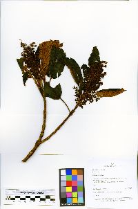 Miconia atrofusca image