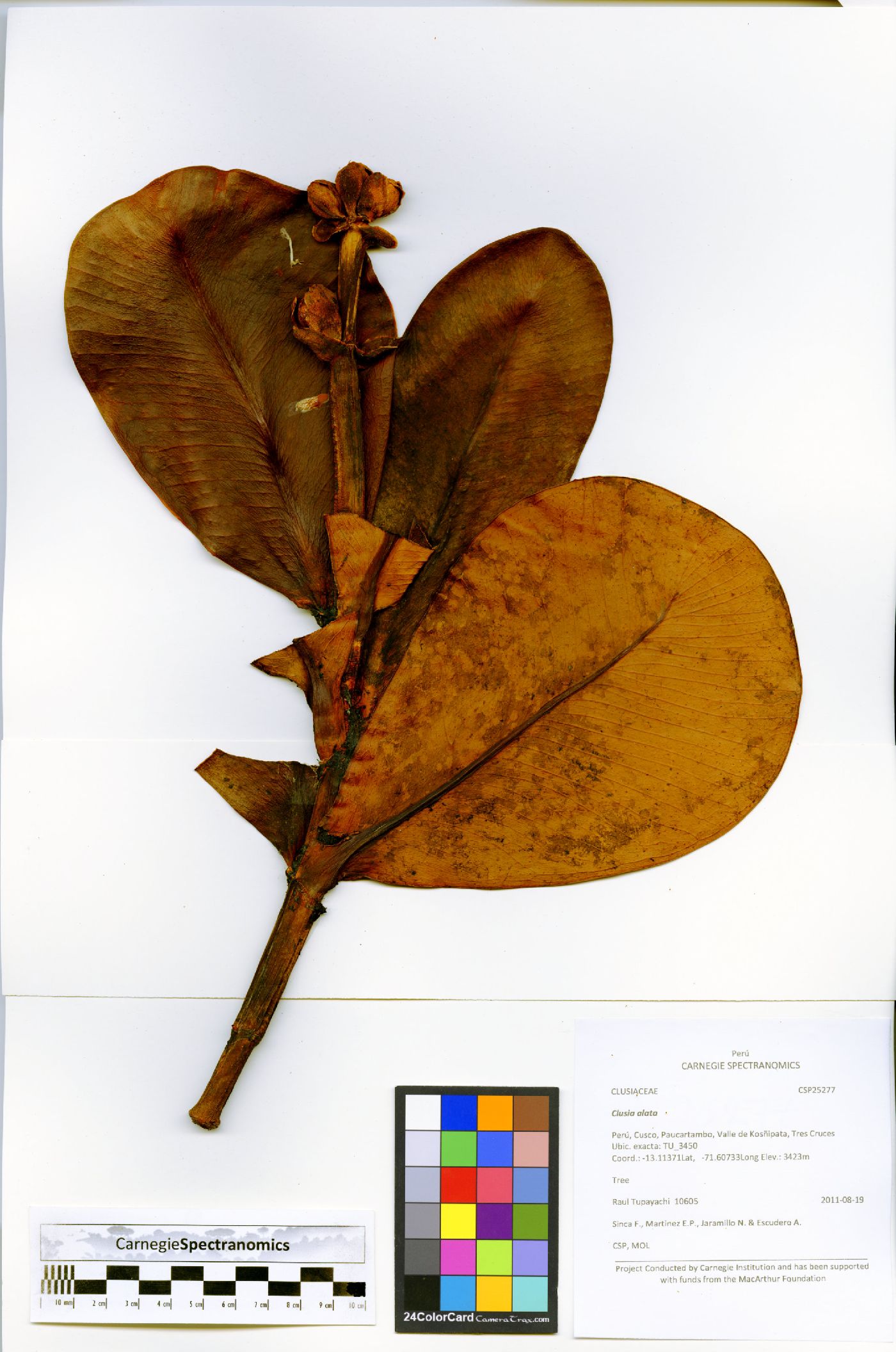 Clusia alata image