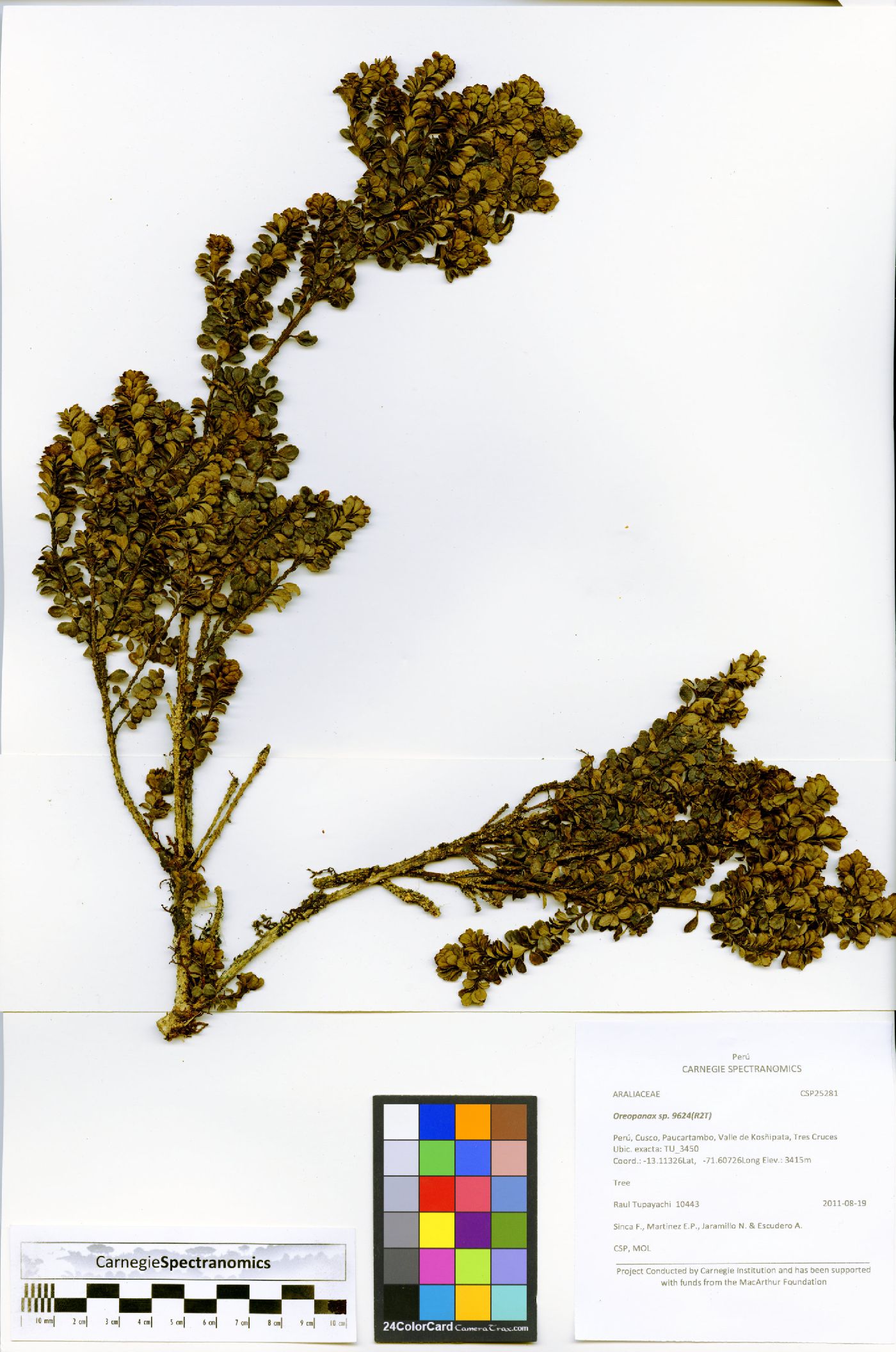 Ilex trichoclada image