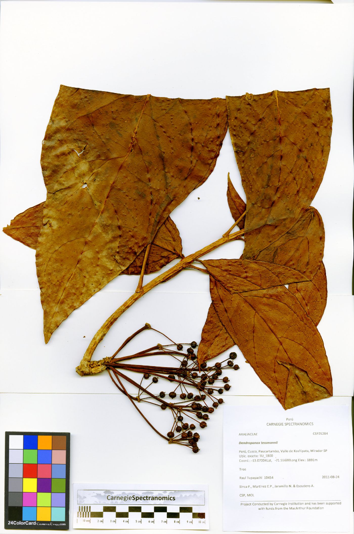 Dendropanax tessmannii image