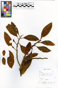 Nectandra laurel image