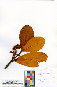 Clusia trochiformis image