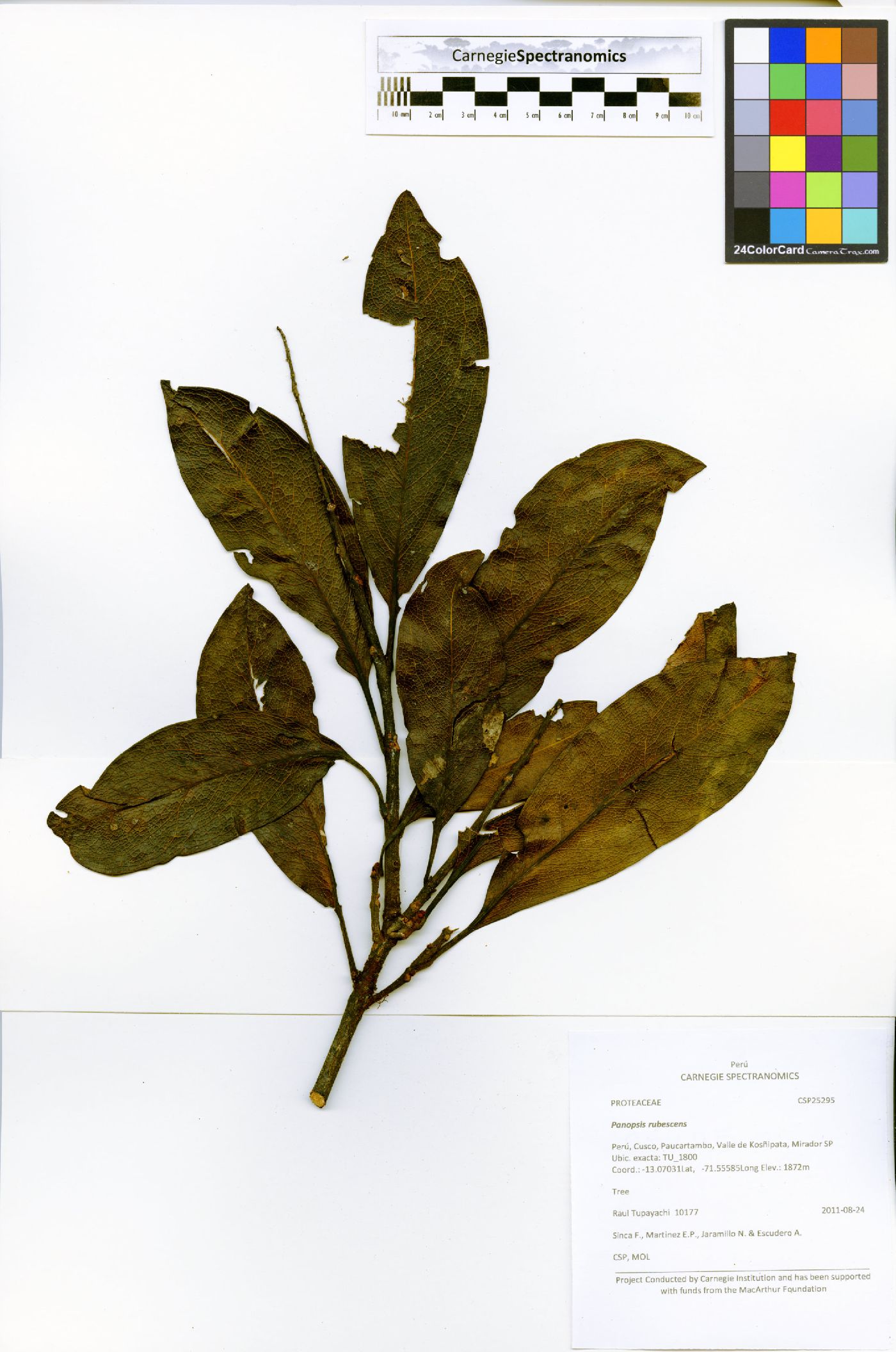 Panopsis pearcei image