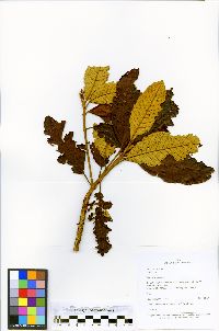 Clethra fagifolia image