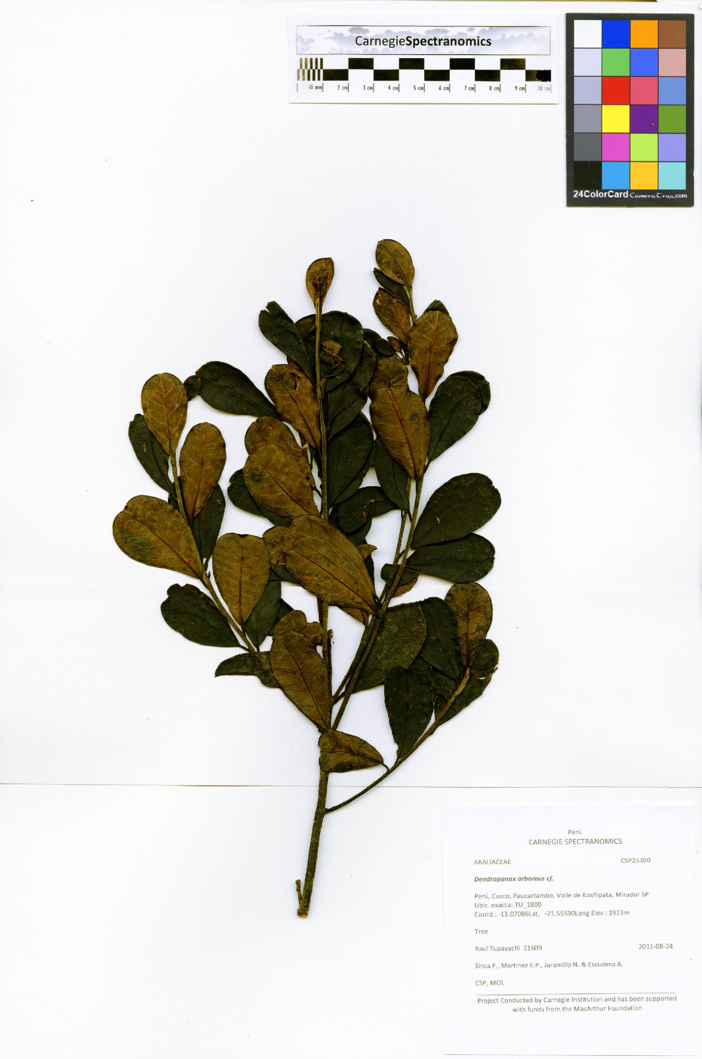 Ilex rimbachii image