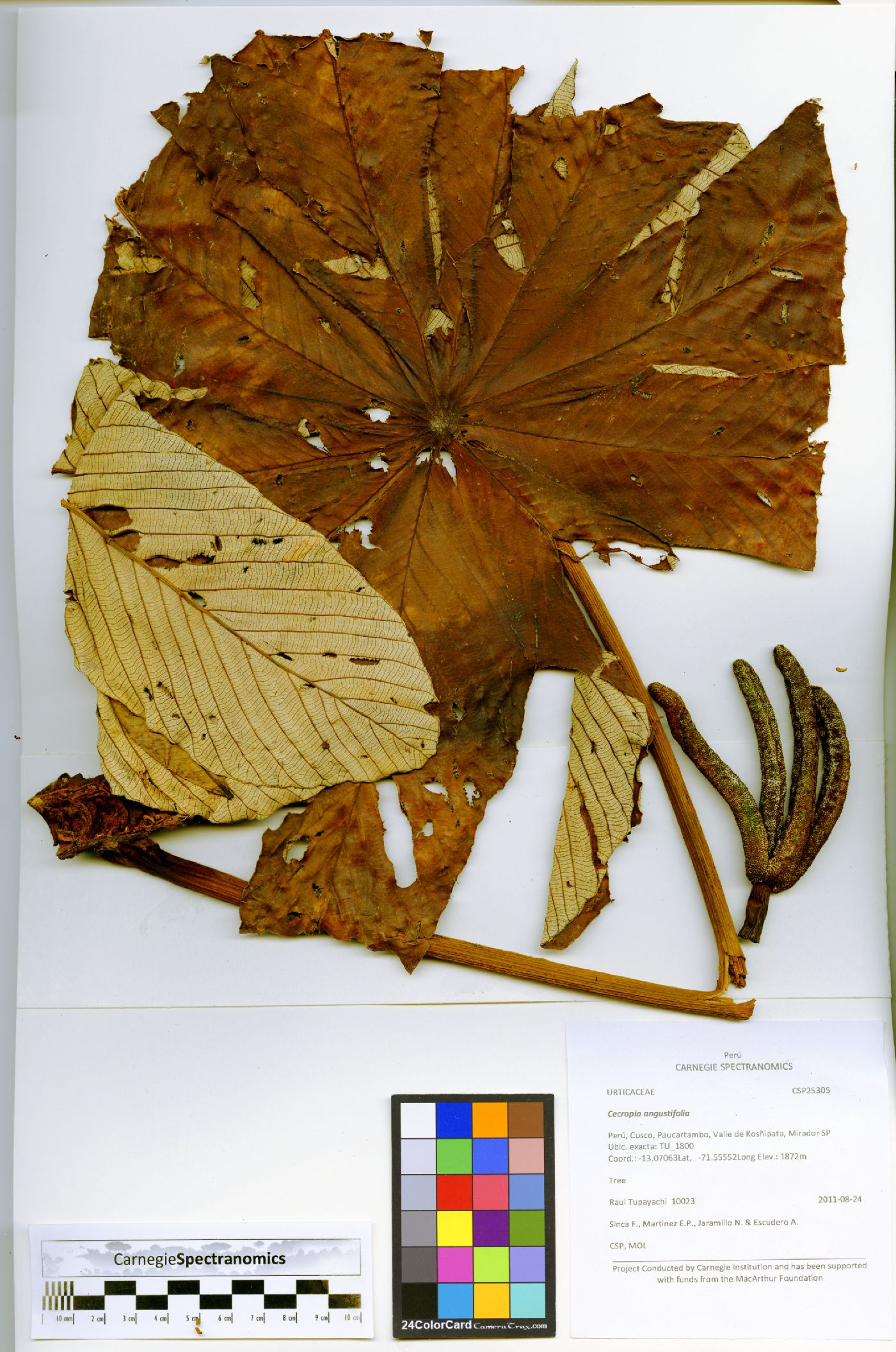 Cecropia angustifolia image