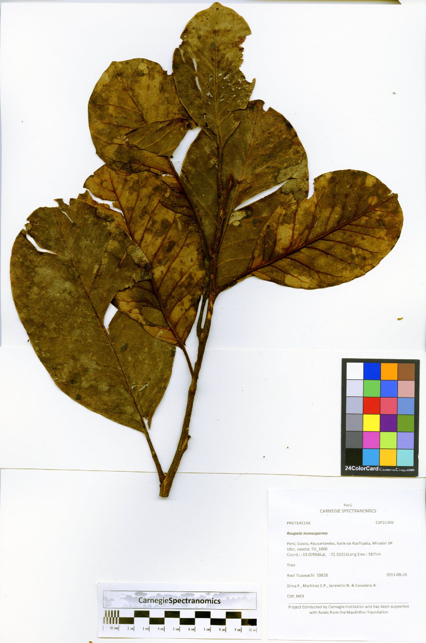 Roupala monosperma image