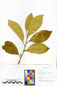 Hieronyma macrocarpa image