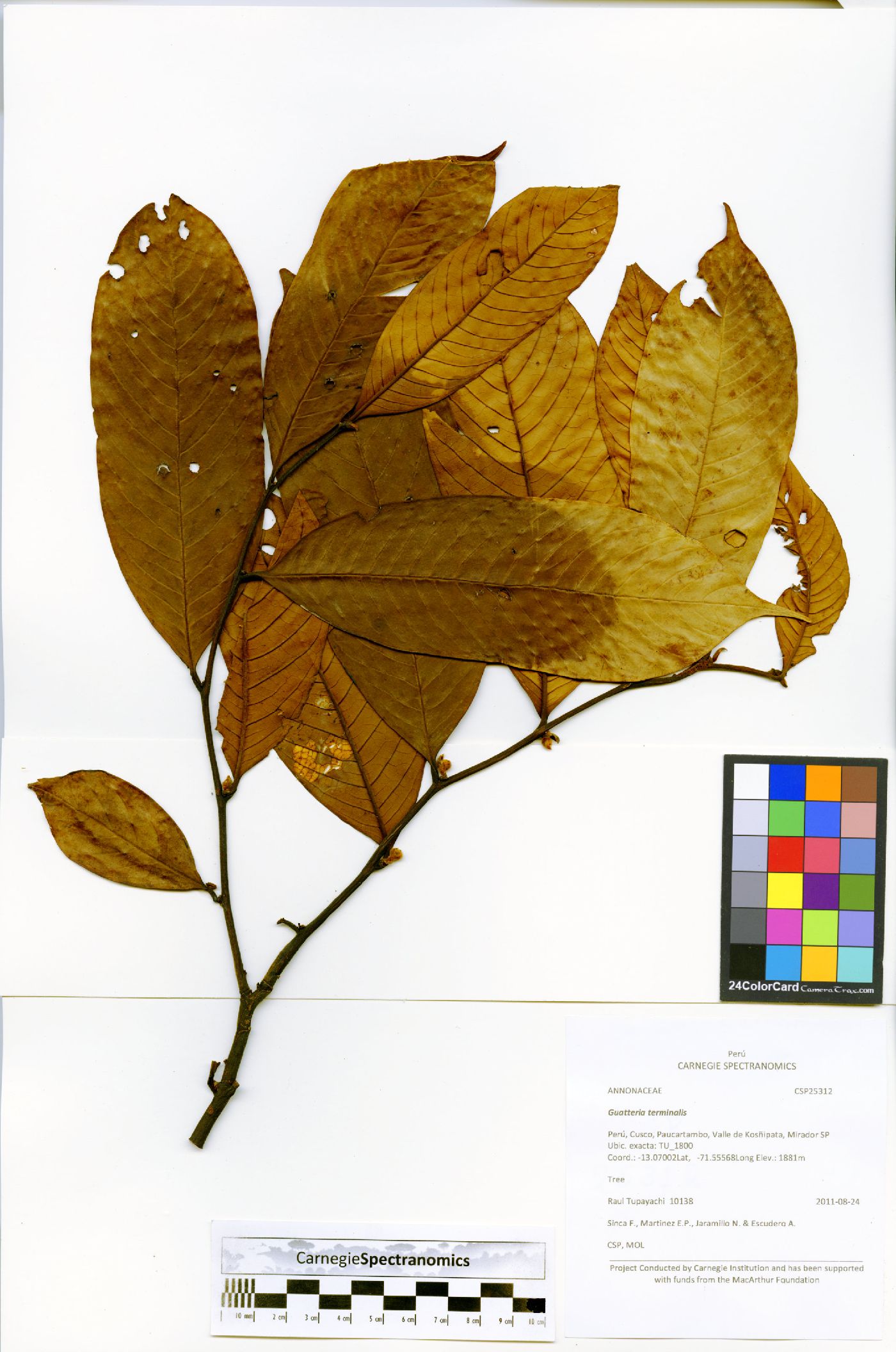 Guatteria glauca image