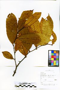 Guatteria glauca image