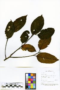 Ilex gabrielleana image