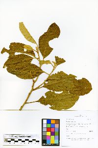 Hieronyma macrocarpa image