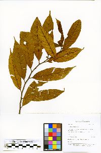 Helicostylis tovarensis image