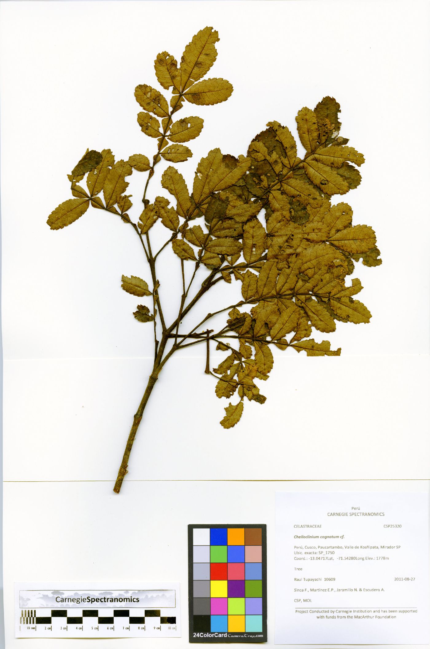 Weinmannia lechleriana image
