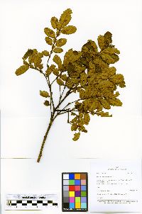 Image of Weinmannia lechleriana