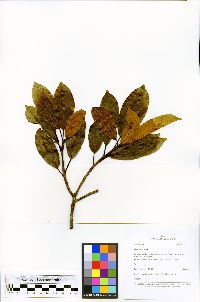 Ficus americana image