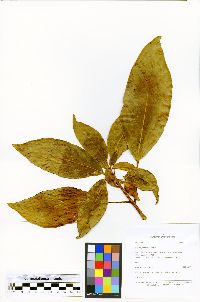 Dendropanax tessmannii image