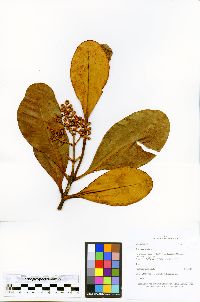 Clusia trochiformis image