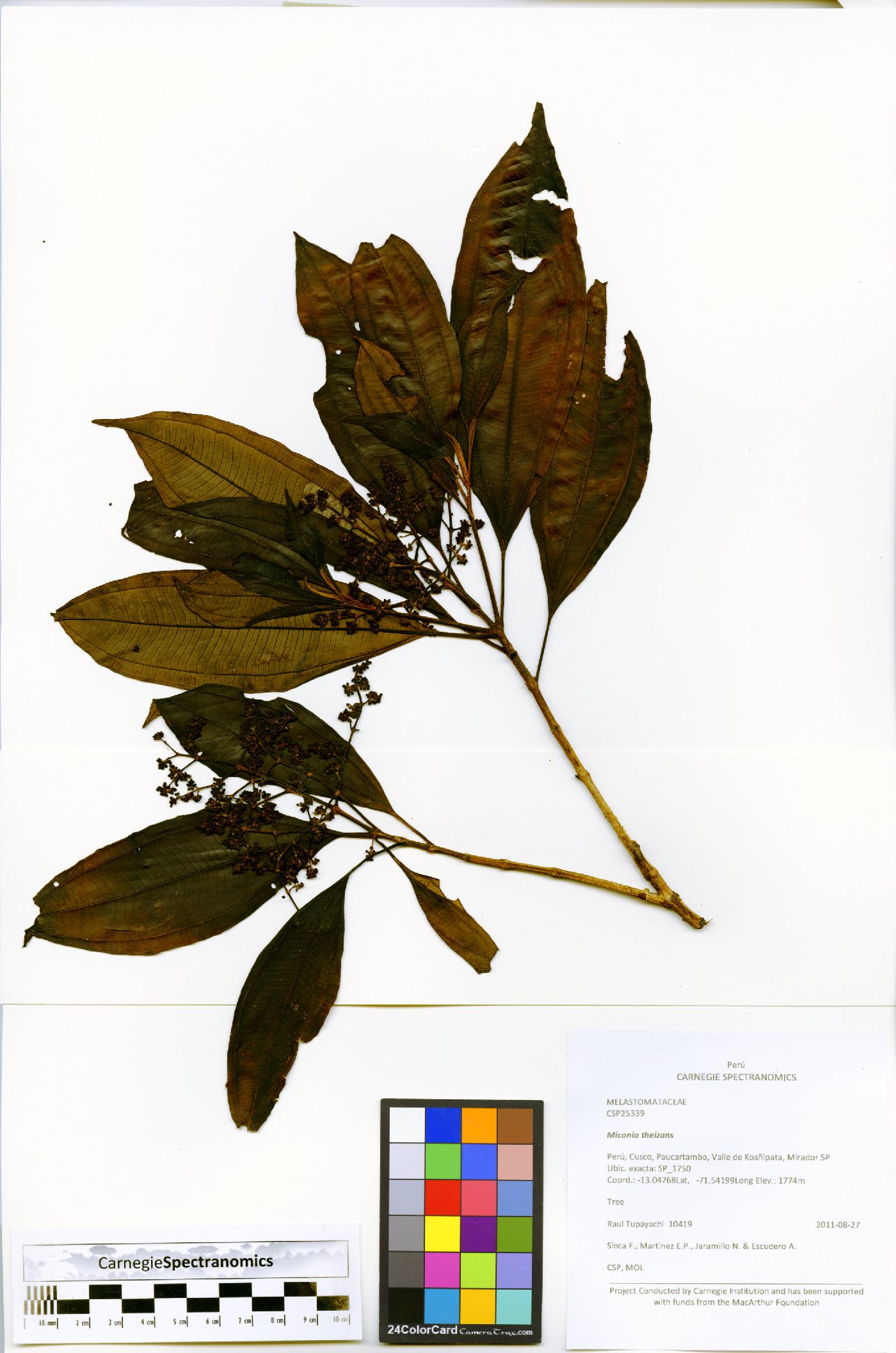 Miconia theizans image