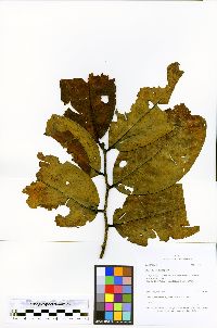 Prunus pleiantha image