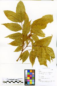 Inga killipiana image