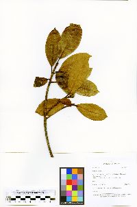 Ficus americana image