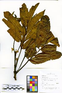 Brunellia stenoptera image