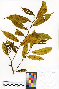 Helicostylis tovarensis image