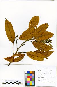 Ocotea cernua image