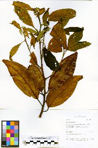 Nectandra amazonum image