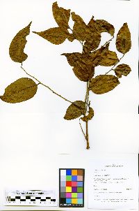 Phyllanthus attenuatus image