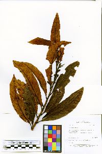 Image of Meliosma meridensis