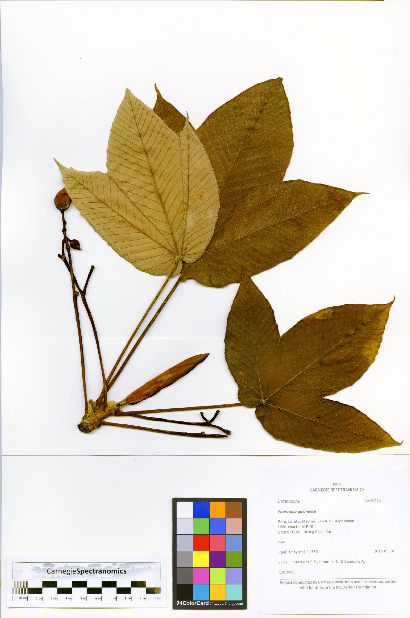 Pourouma guianensis image