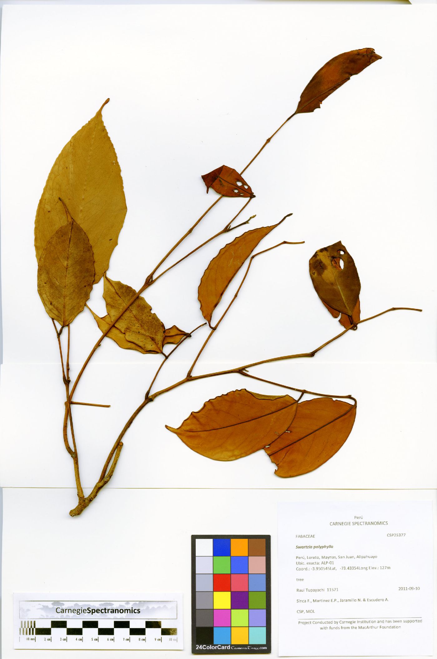 Swartzia polyphylla image