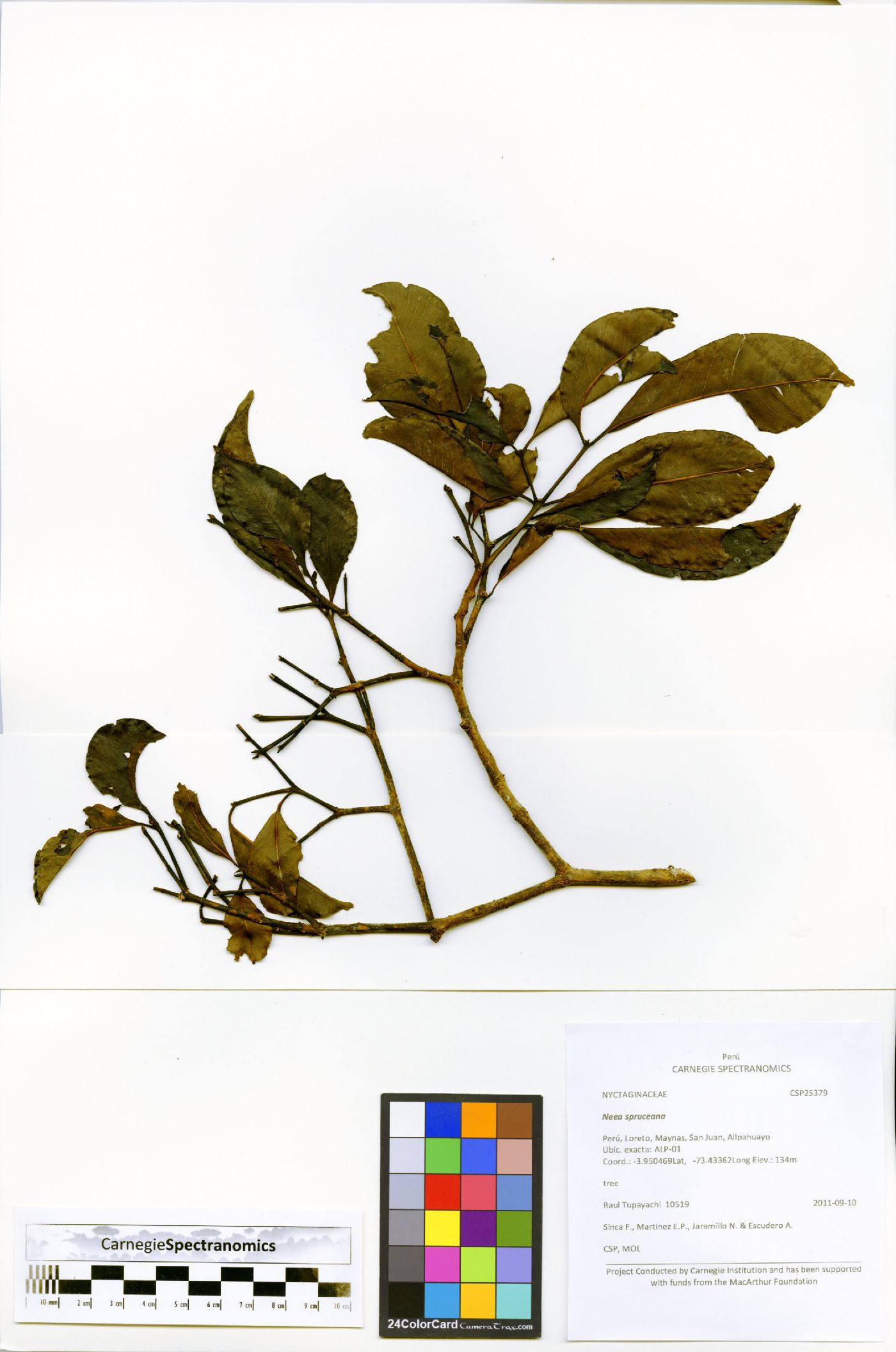 Neea spruceana image