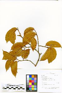 Hymenaea courbaril image