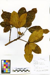 Hevea pauciflora image