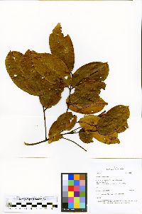 Taralea oppositifolia image