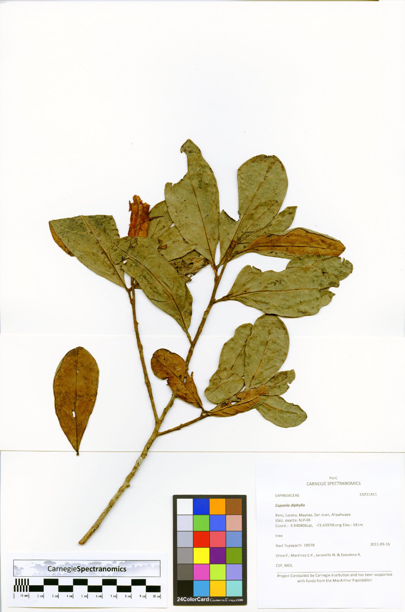 Cupania diphylla image