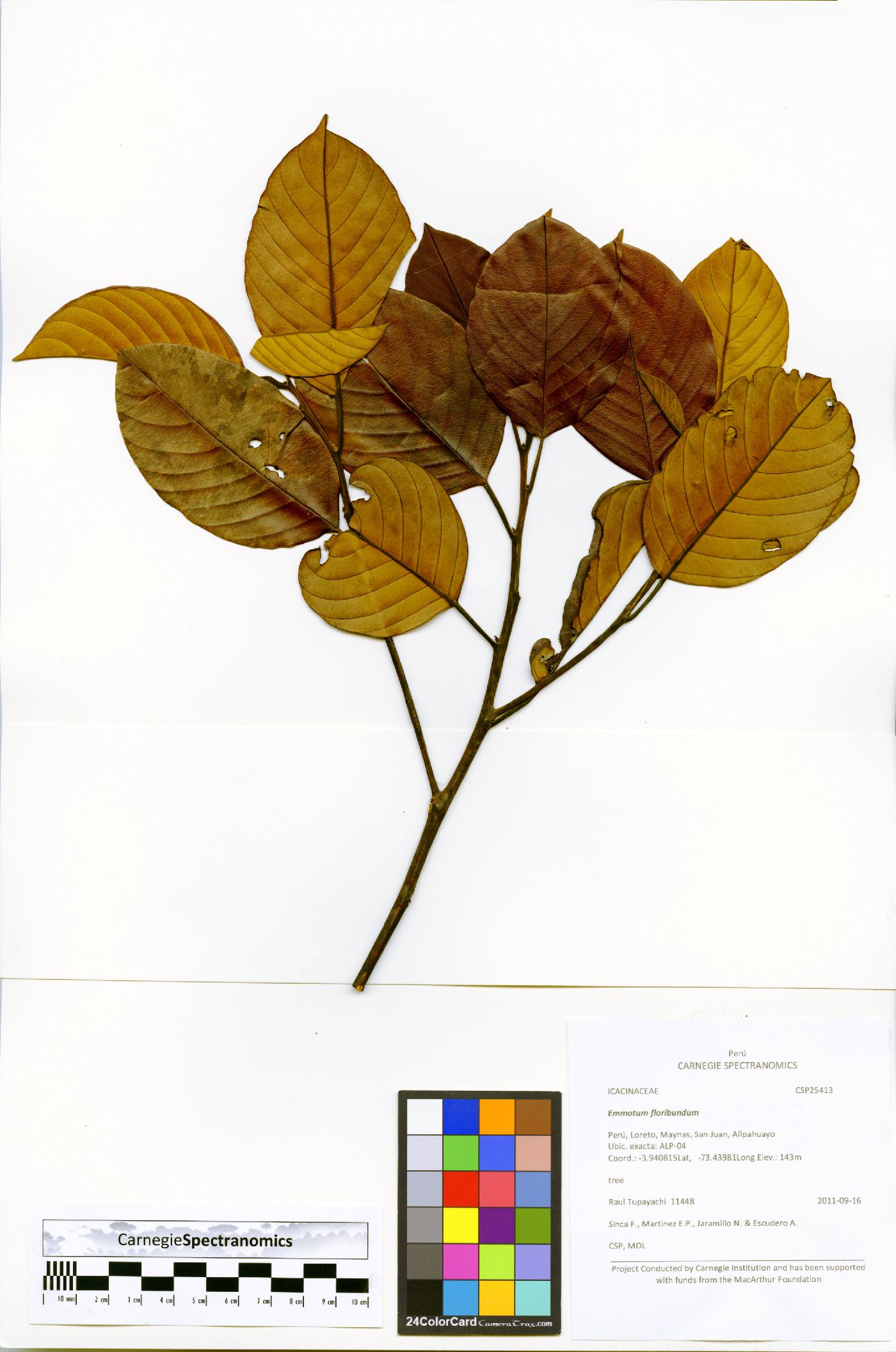 Emmotum floribundum image