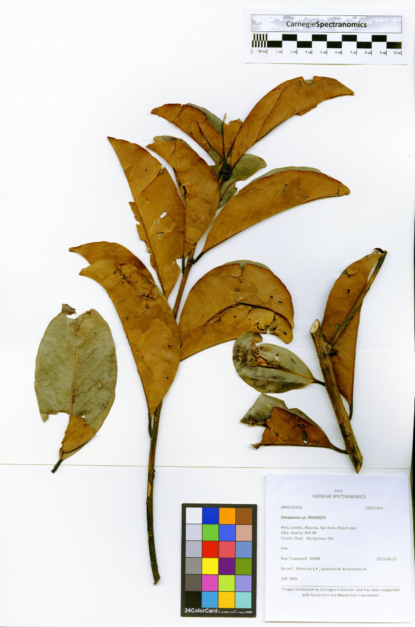 Ilex laureola image
