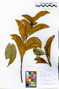 Ilex laureola image