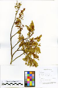 Image of Abarema auriculata