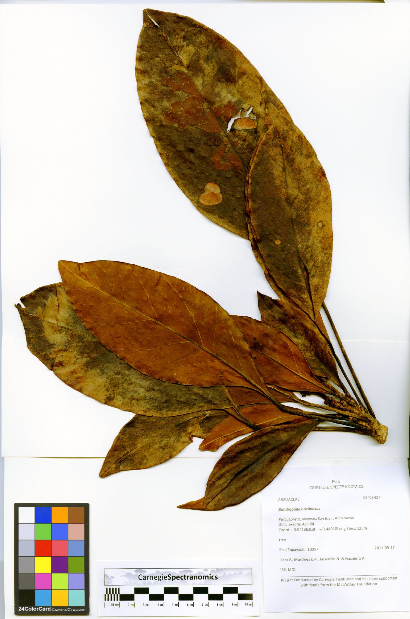 Dendropanax resinosus image