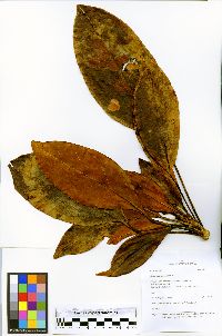 Dendropanax resinosus image