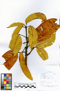 Sloanea floribunda image